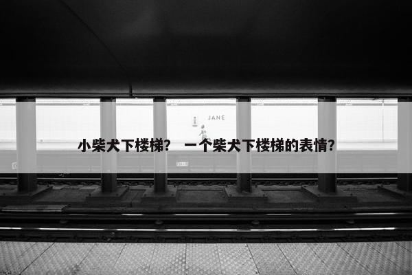 小柴犬下楼梯？ 一个柴犬下楼梯的表情？