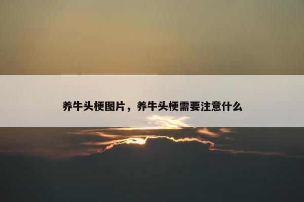 养牛头梗图片，养牛头梗需要注意什么