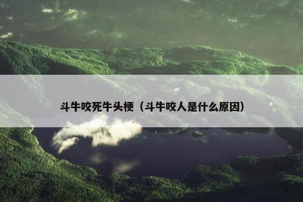 斗牛咬死牛头梗（斗牛咬人是什么原因）