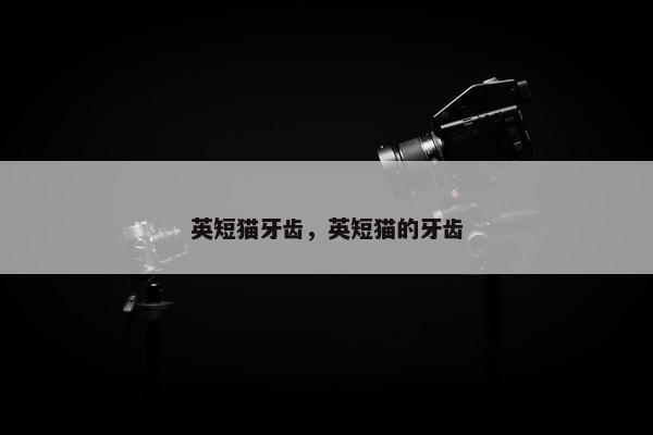 英短猫牙齿，英短猫的牙齿