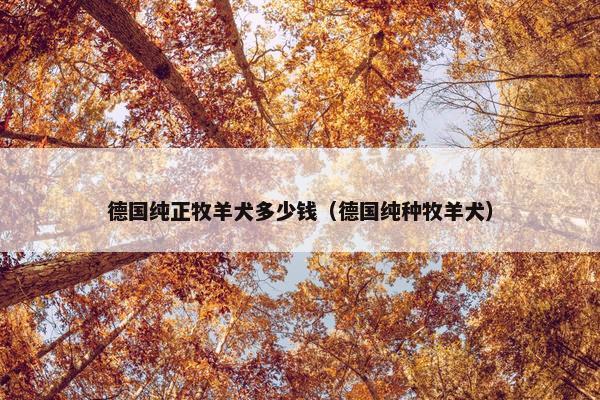 德国纯正牧羊犬多少钱（德国纯种牧羊犬）