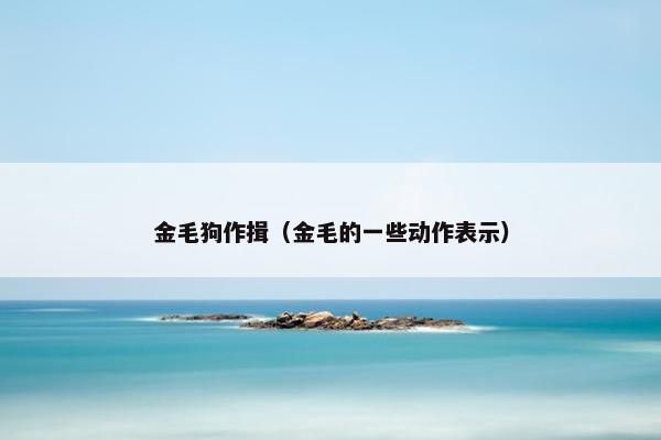 金毛狗作揖（金毛的一些动作表示）