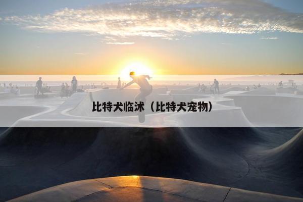比特犬临沭（比特犬宠物）
