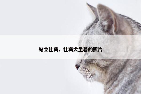 站立杜宾，杜宾犬坐着的照片