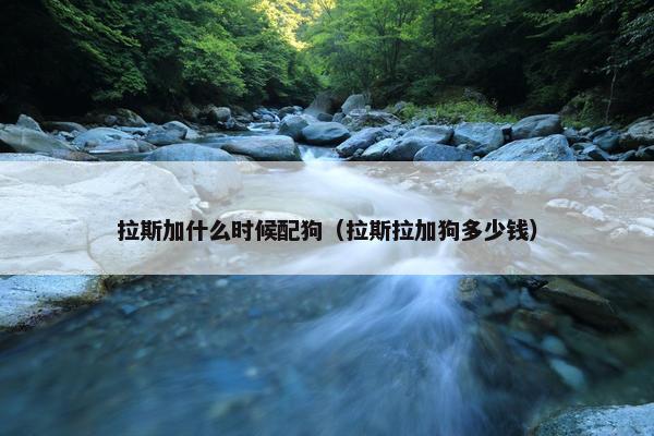 拉斯加什么时候配狗（拉斯拉加狗多少钱）