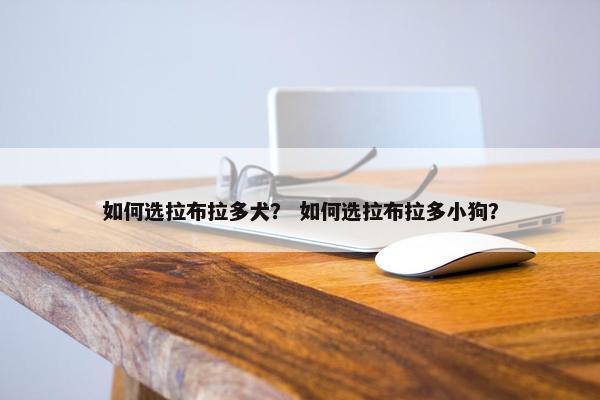 如何选拉布拉多犬？ 如何选拉布拉多小狗？