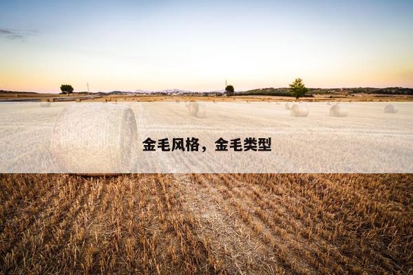金毛风格，金毛类型