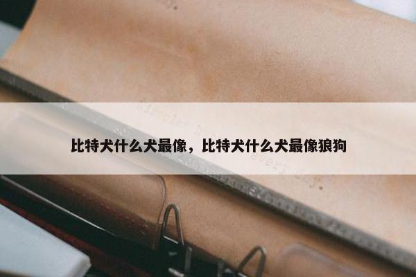 比特犬什么犬最像，比特犬什么犬最像狼狗