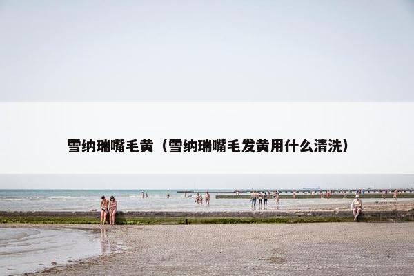 雪纳瑞嘴毛黄（雪纳瑞嘴毛发黄用什么清洗）
