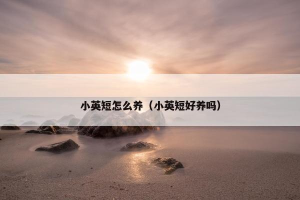 小英短怎么养（小英短好养吗）