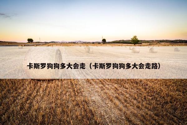 卡斯罗狗狗多大会走（卡斯罗狗狗多大会走路）