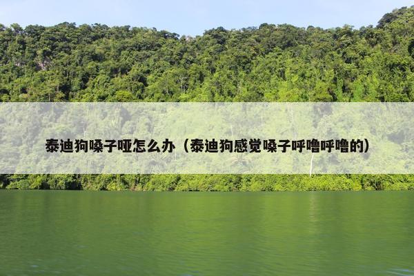 泰迪狗嗓子哑怎么办（泰迪狗感觉嗓子呼噜呼噜的）