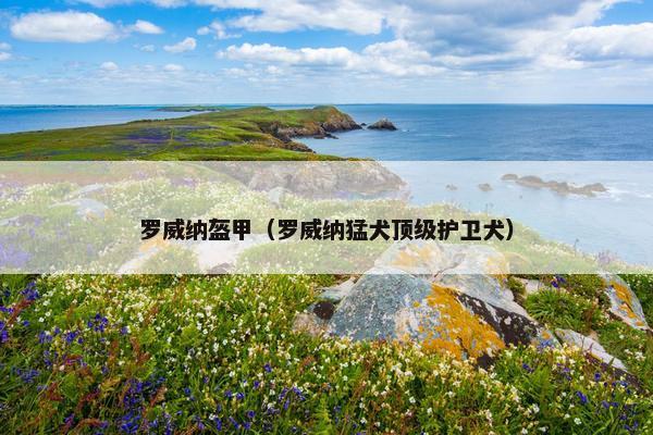 罗威纳盔甲（罗威纳猛犬顶级护卫犬）