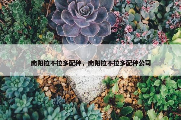 南阳拉不拉多配种，南阳拉不拉多配种公司