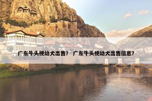 广东牛头梗幼犬出售？ 广东牛头梗幼犬出售信息？