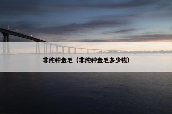 非纯种金毛（非纯种金毛多少钱）