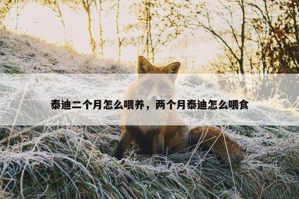 泰迪二个月怎么喂养，两个月泰迪怎么喂食