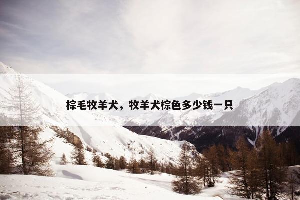 棕毛牧羊犬，牧羊犬棕色多少钱一只