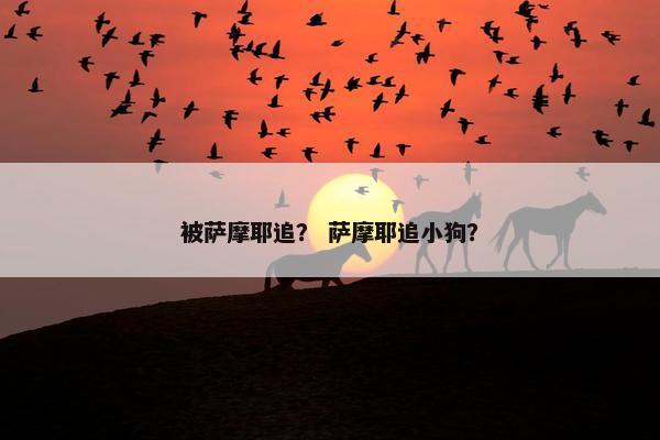 被萨摩耶追？ 萨摩耶追小狗？