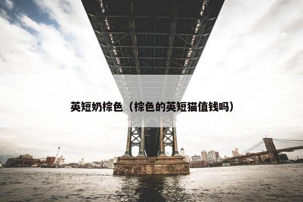 英短奶棕色（棕色的英短猫值钱吗）