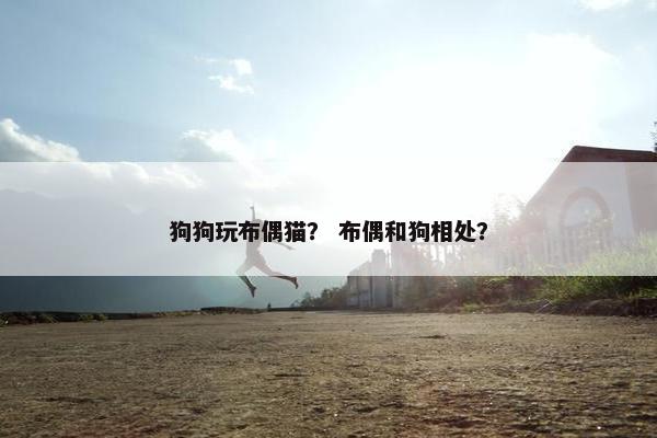 狗狗玩布偶猫？ 布偶和狗相处？