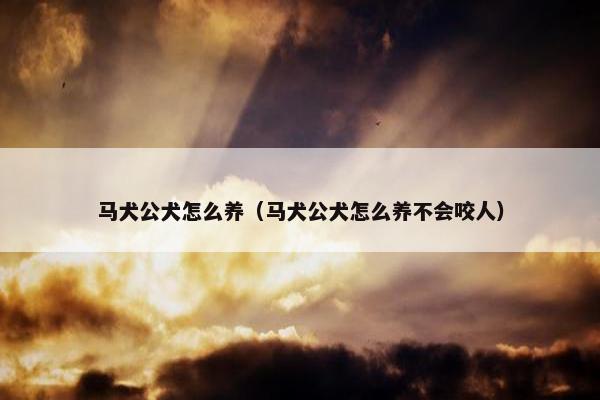 马犬公犬怎么养（马犬公犬怎么养不会咬人）