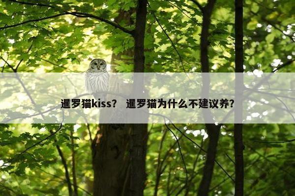 暹罗猫kiss？ 暹罗猫为什么不建议养？