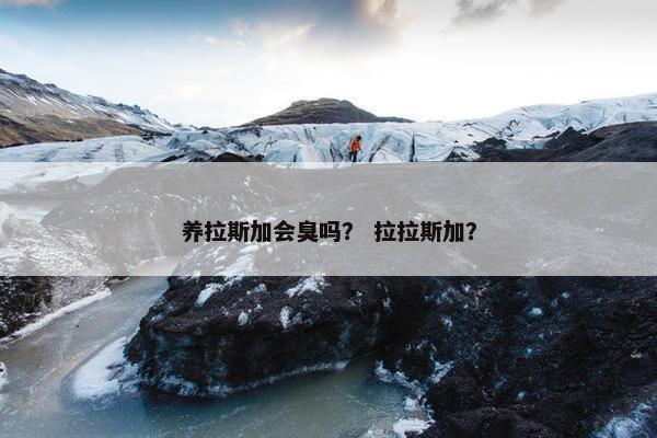 养拉斯加会臭吗？ 拉拉斯加？