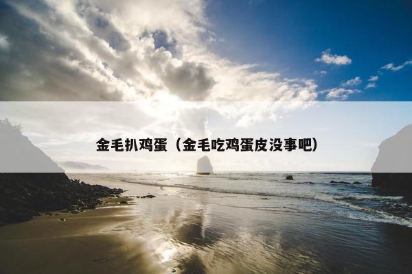 金毛扒鸡蛋（金毛吃鸡蛋皮没事吧）