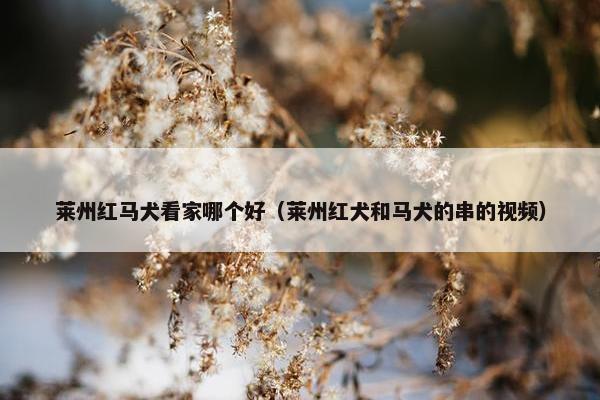 莱州红马犬看家哪个好（莱州红犬和马犬的串的视频）