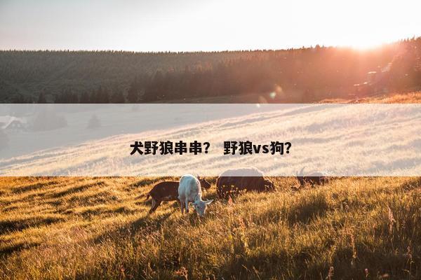 犬野狼串串？ 野狼vs狗？