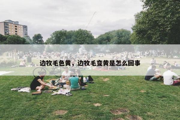 边牧毛色黄，边牧毛变黄是怎么回事