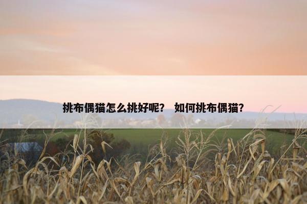 挑布偶猫怎么挑好呢？ 如何挑布偶猫？