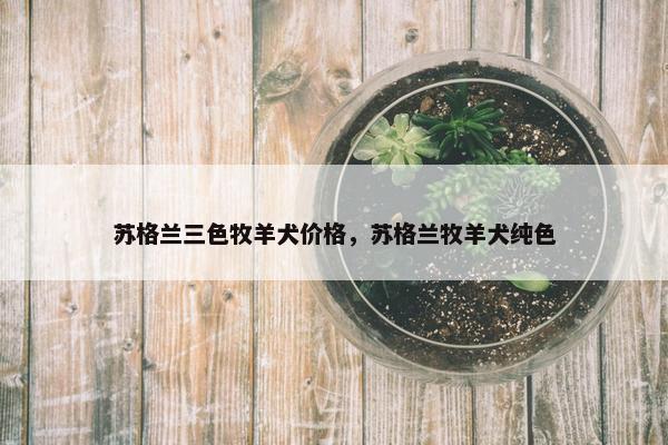 苏格兰三色牧羊犬价格，苏格兰牧羊犬纯色
