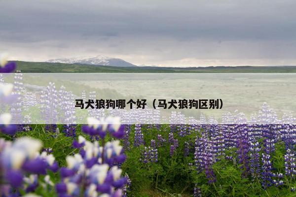 马犬狼狗哪个好（马犬狼狗区别）