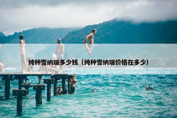 纯种雪纳瑞多少钱（纯种雪纳瑞价格在多少）