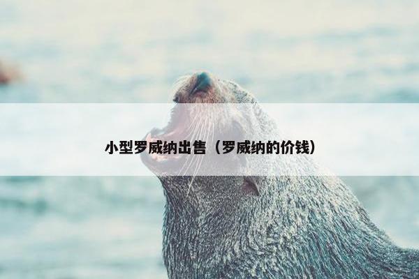 小型罗威纳出售（罗威纳的价钱）