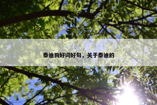 泰迪狗好词好句，关于泰迪的