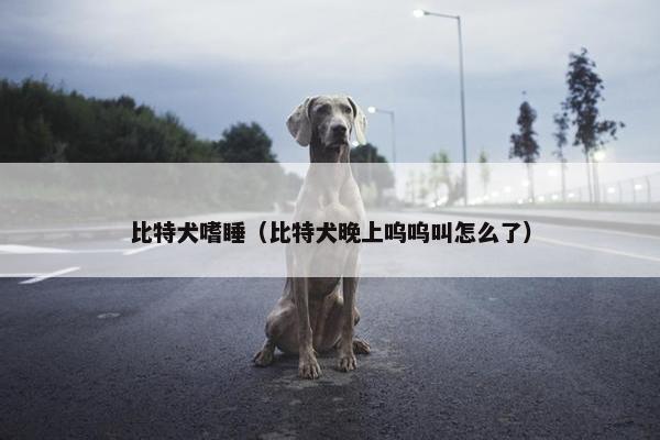 比特犬嗜睡（比特犬晚上呜呜叫怎么了）