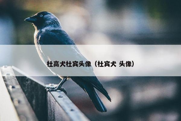杜高犬杜宾头像（杜宾犬 头像）