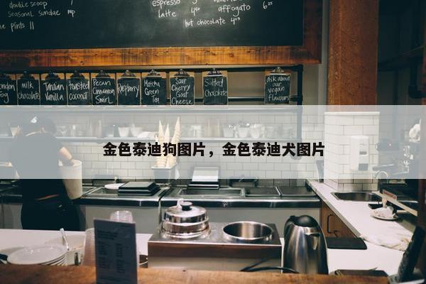 金色泰迪狗图片，金色泰迪犬图片