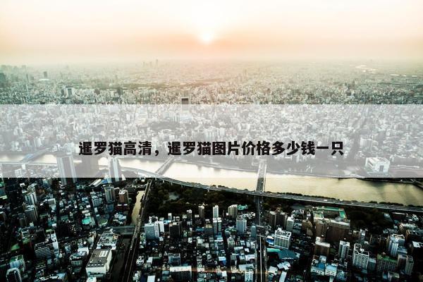 暹罗猫高清，暹罗猫图片价格多少钱一只