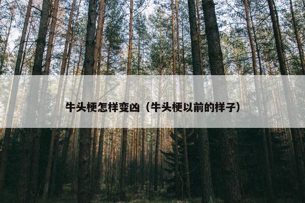 牛头梗怎样变凶（牛头梗以前的样子）