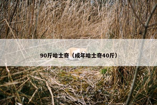 90斤哈士奇（成年哈士奇40斤）