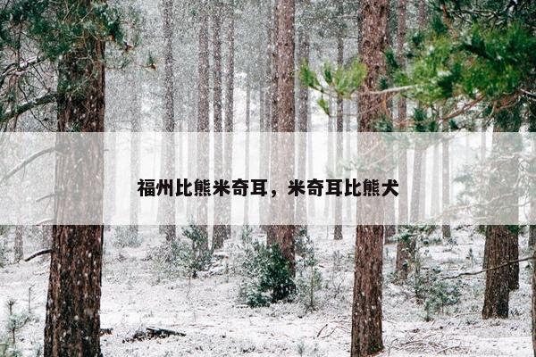 福州比熊米奇耳，米奇耳比熊犬