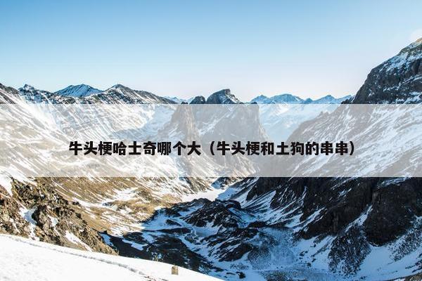 牛头梗哈士奇哪个大（牛头梗和土狗的串串）