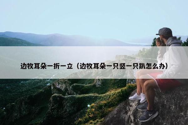边牧耳朵一折一立（边牧耳朵一只竖一只趴怎么办）