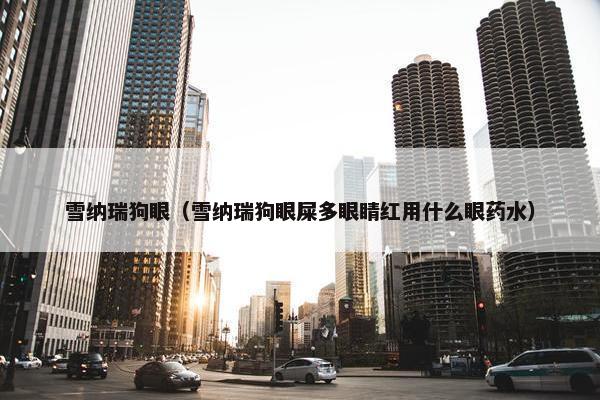 雪纳瑞狗眼（雪纳瑞狗眼屎多眼睛红用什么眼药水）