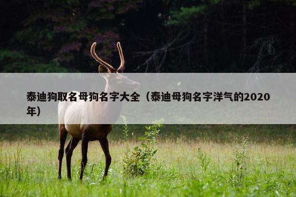 泰迪狗取名母狗名字大全（泰迪母狗名字洋气的2020年）