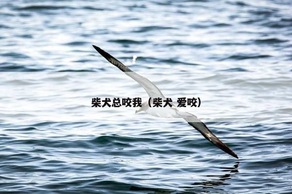 柴犬总咬我（柴犬 爱咬）